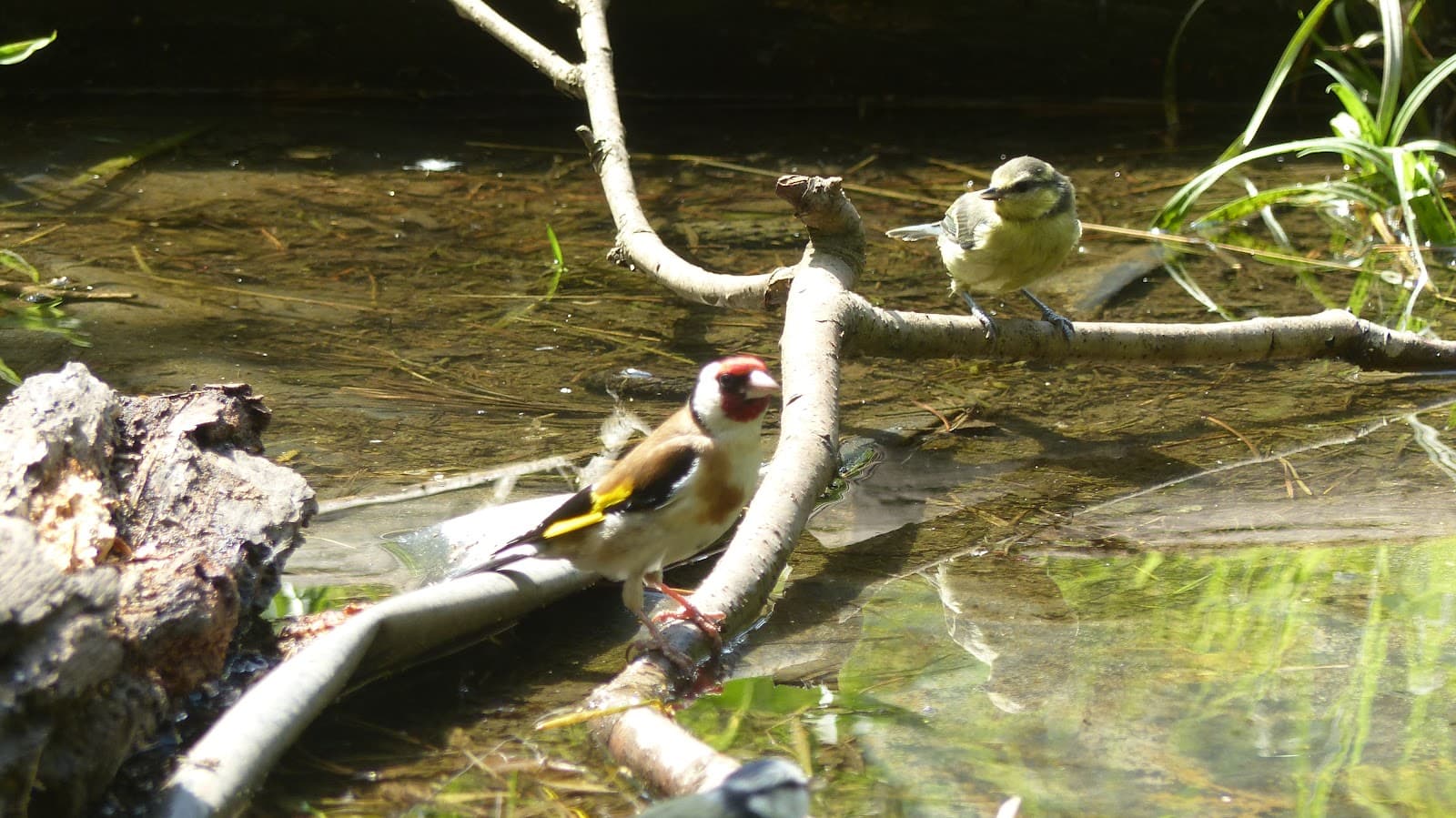 Weeting Heath Nature Reserve - Image 1