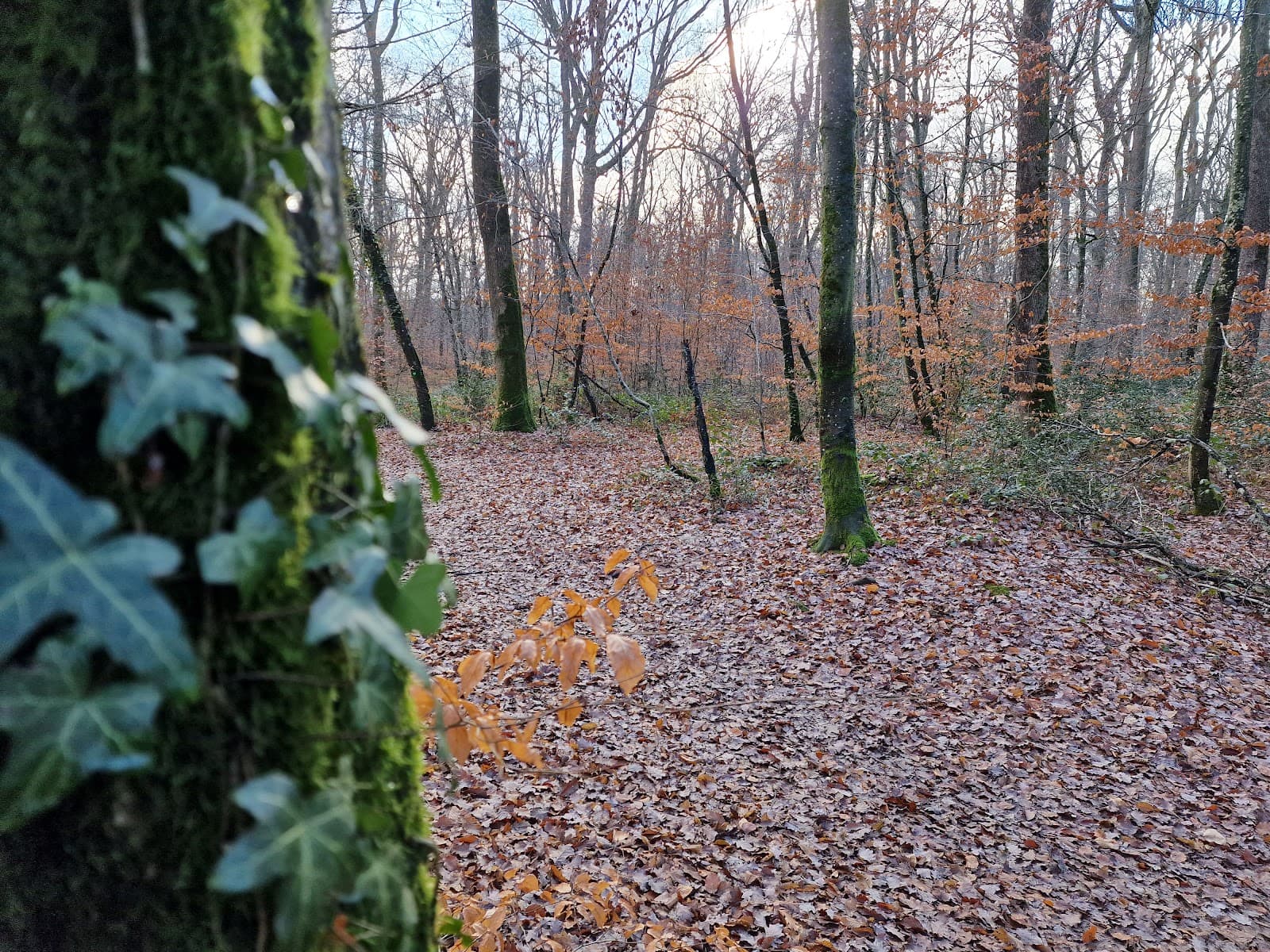 Forêt de Seillon - Image 1