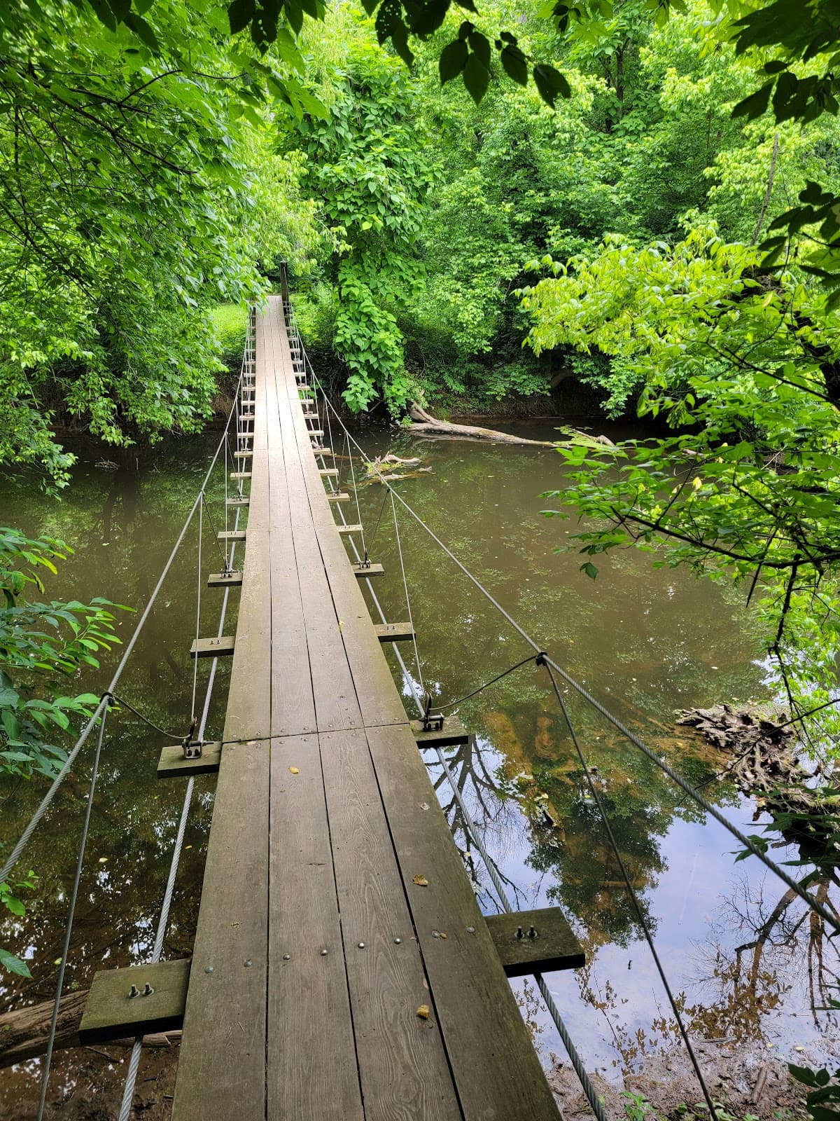 Institute Woods - Image 1