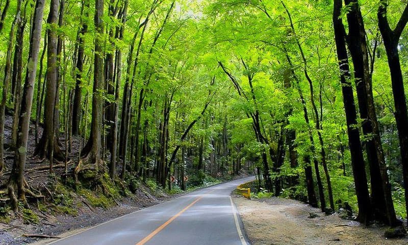 Bilar Man-Made Forest - Image 1