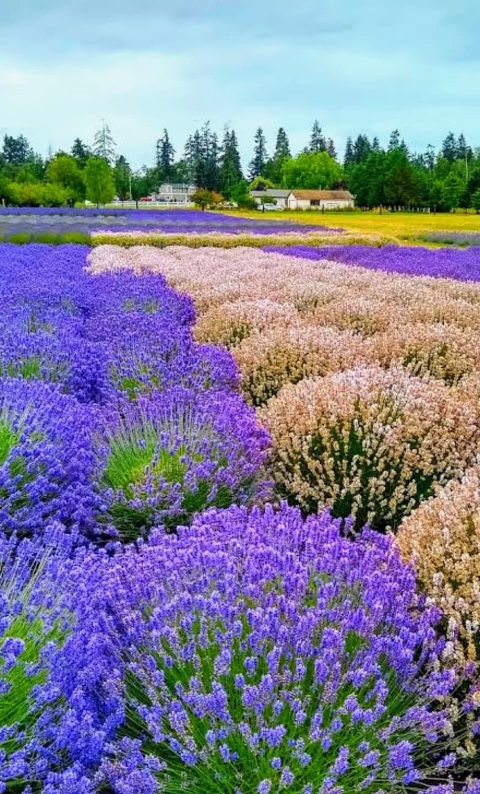 Downtown Sequim - Image 1