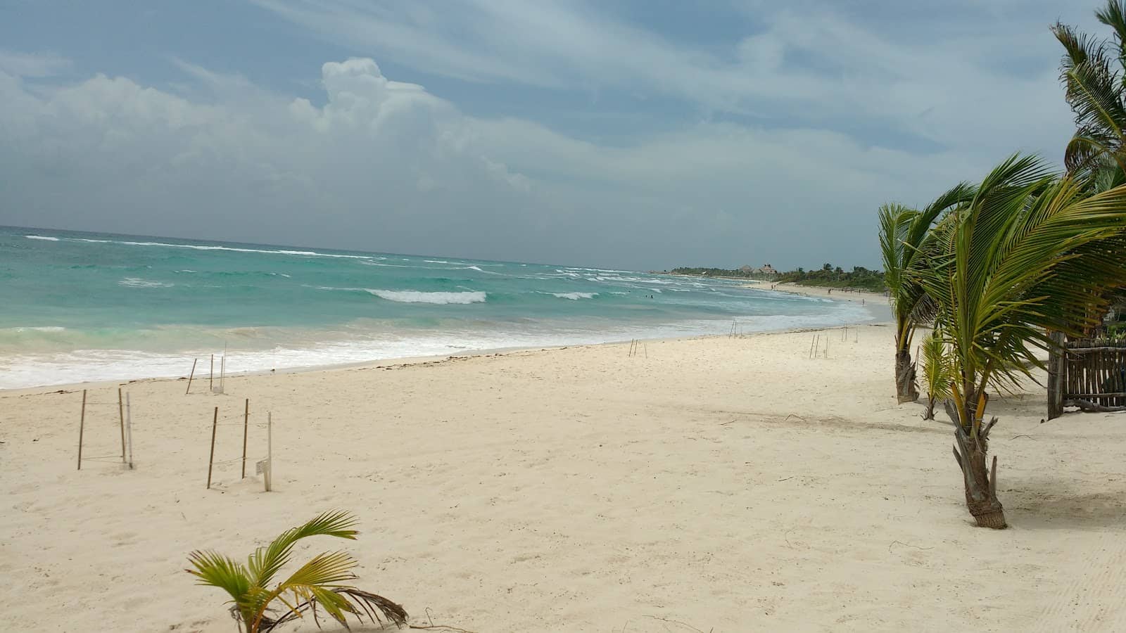 Akumal Beach Turtle Encounters