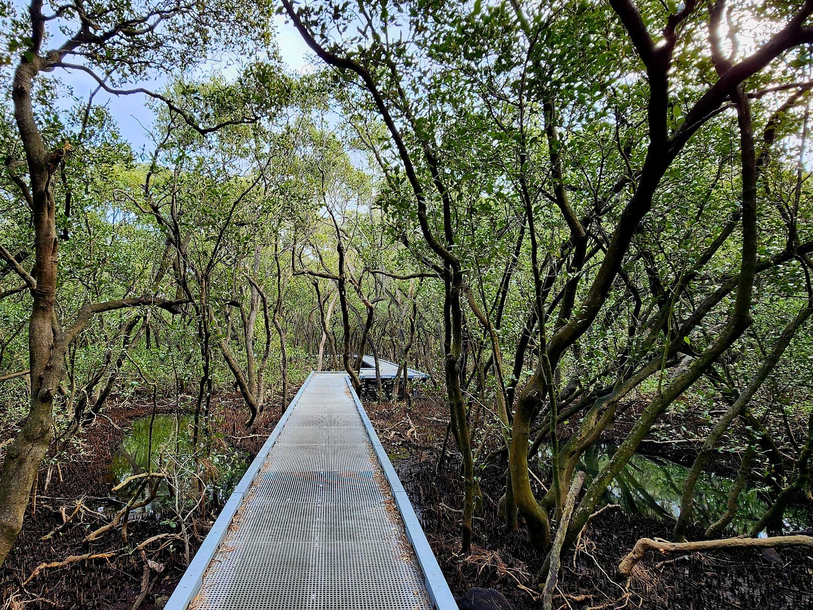Badu Mangroves Boardwalk - Image 1