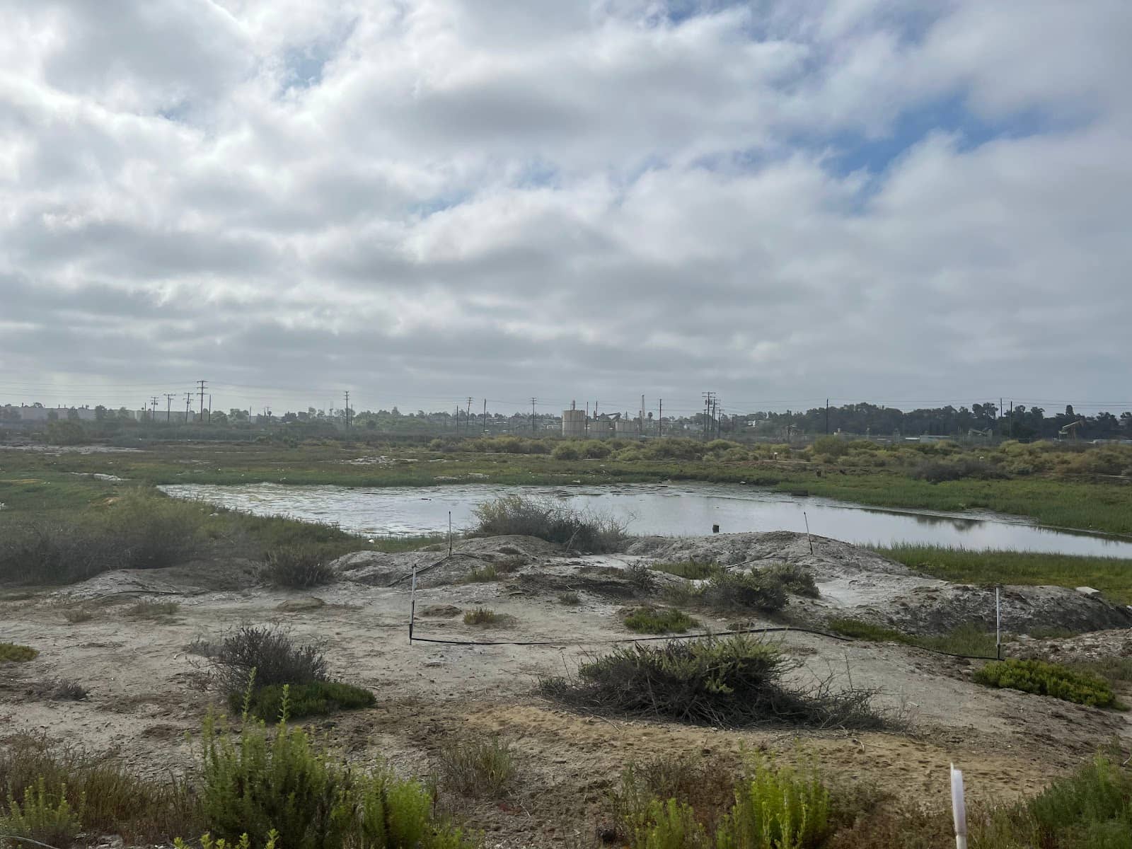 Volunteer Restoration Efforts