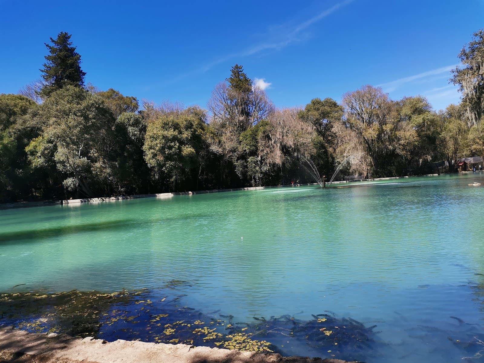 Bosque de las Truchas (San Miguel Regla) - Image 1