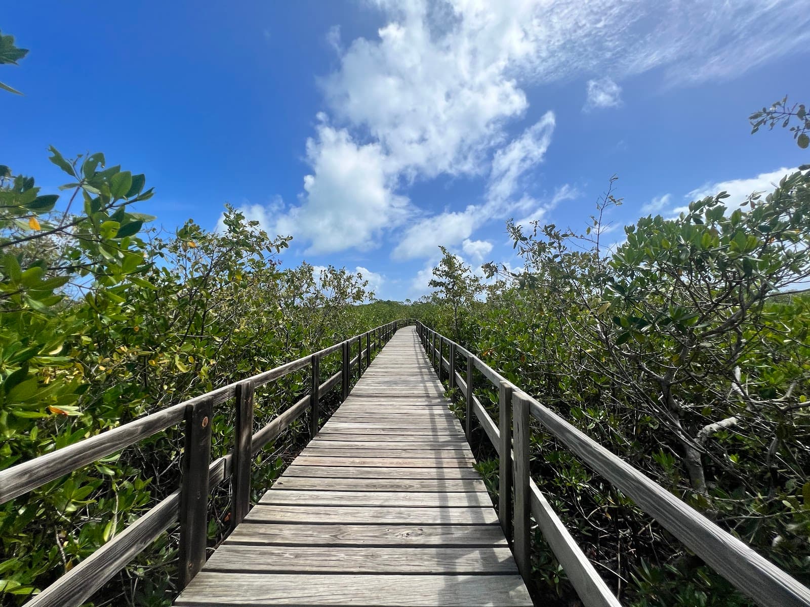 Old Point Mangrove Regional Park - Image 1