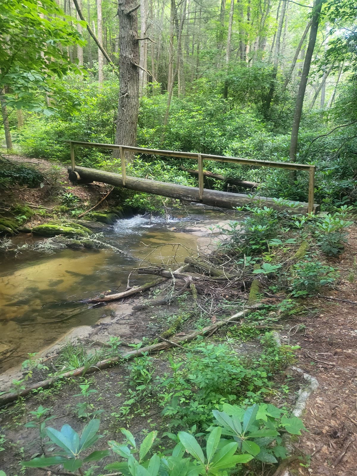 Dawson Forest Wildlife Management Area - Image 1