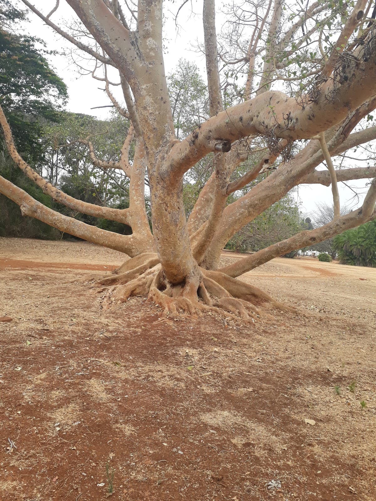 National Botanic Gardens Harare - Image 1
