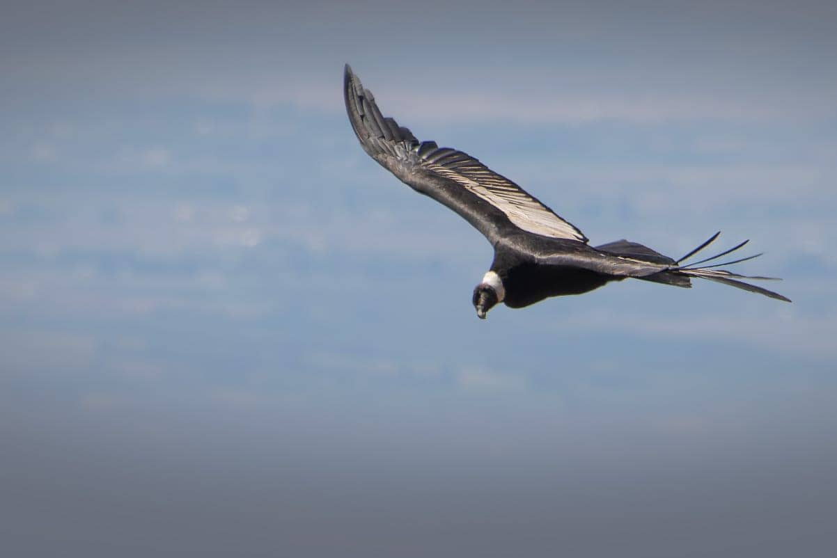 Interactive Activities