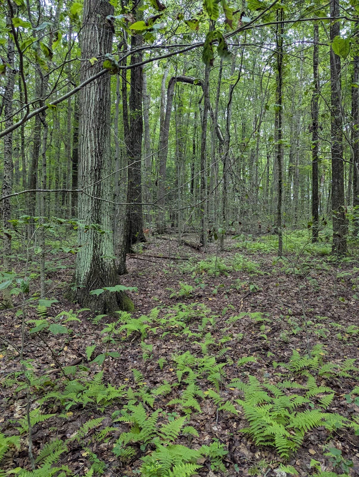 Colton Point Overlook