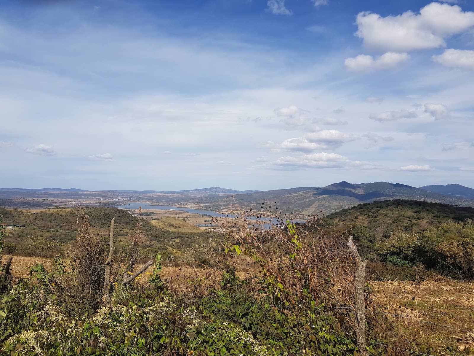 Panoramic Forest Views