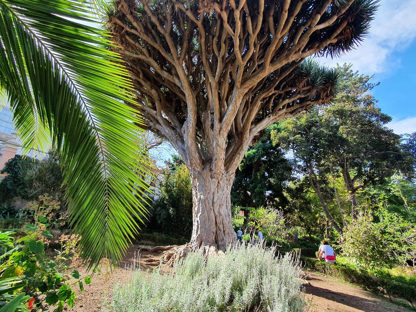 Majestic Dragon Tree