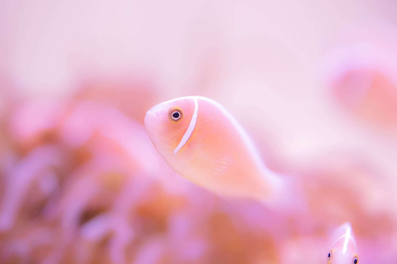Toba Aquarium - Image 1
