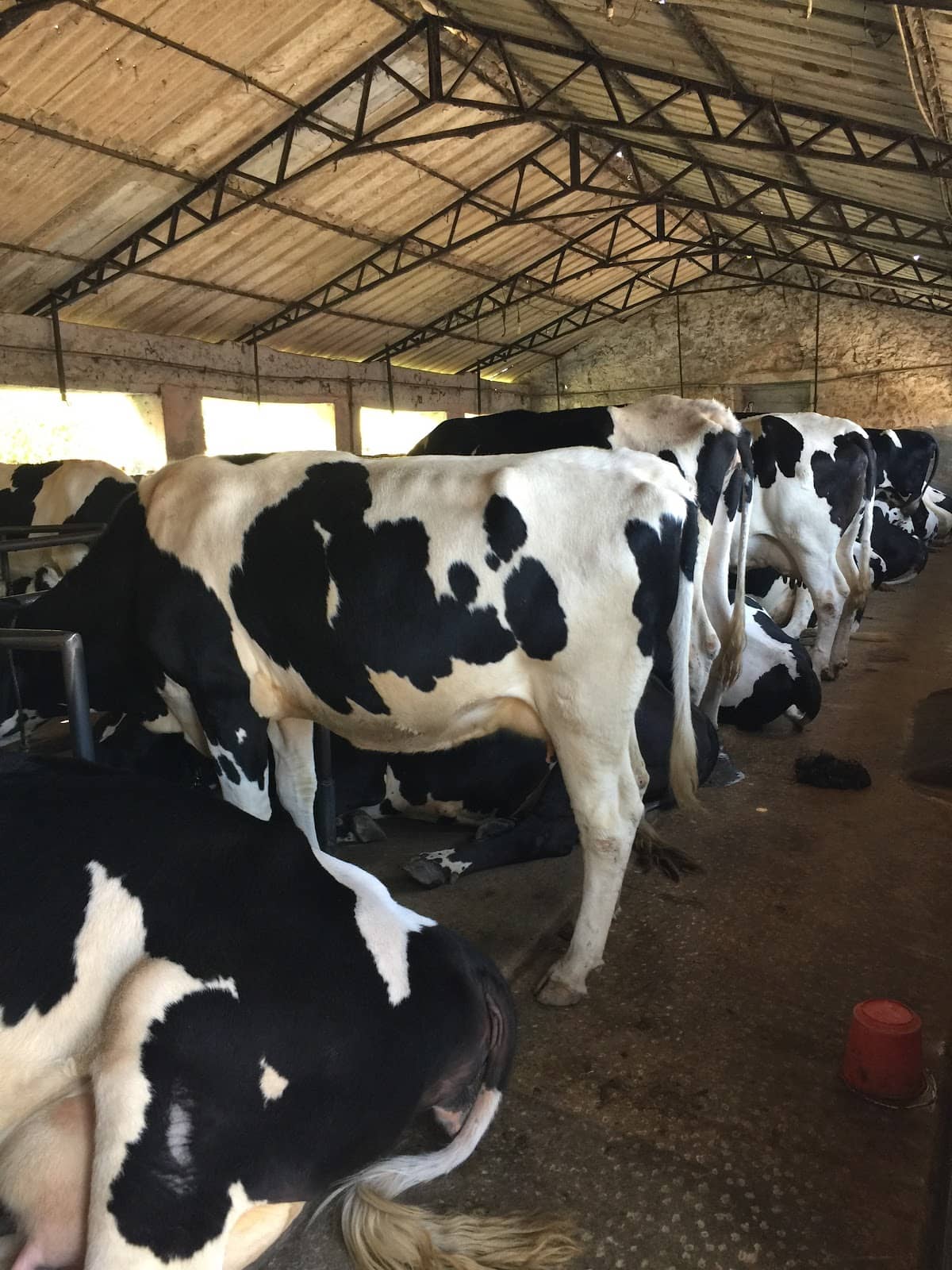Livestock Observation
