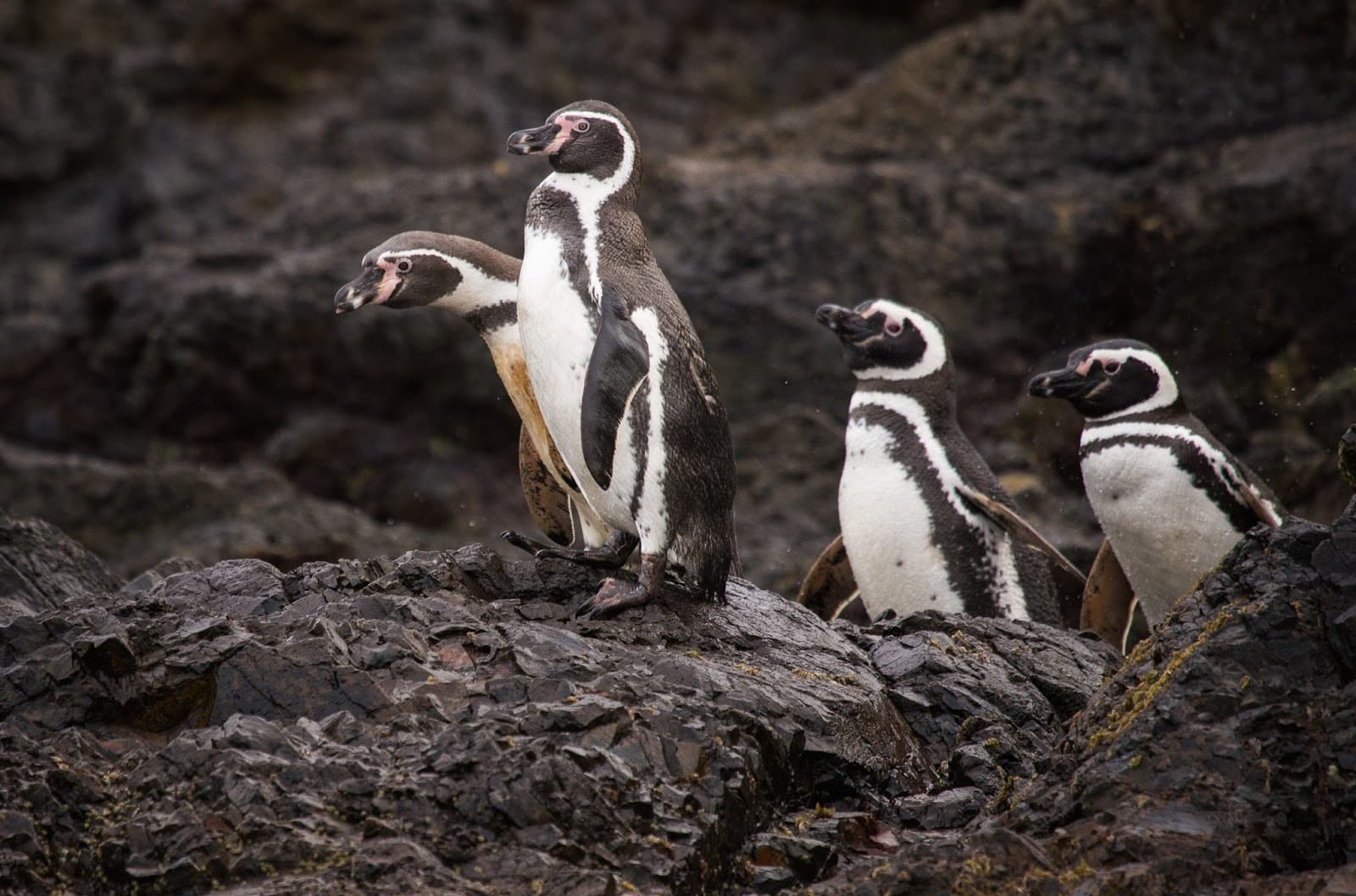 Islotes de Puñihuil National Monument - Image 1