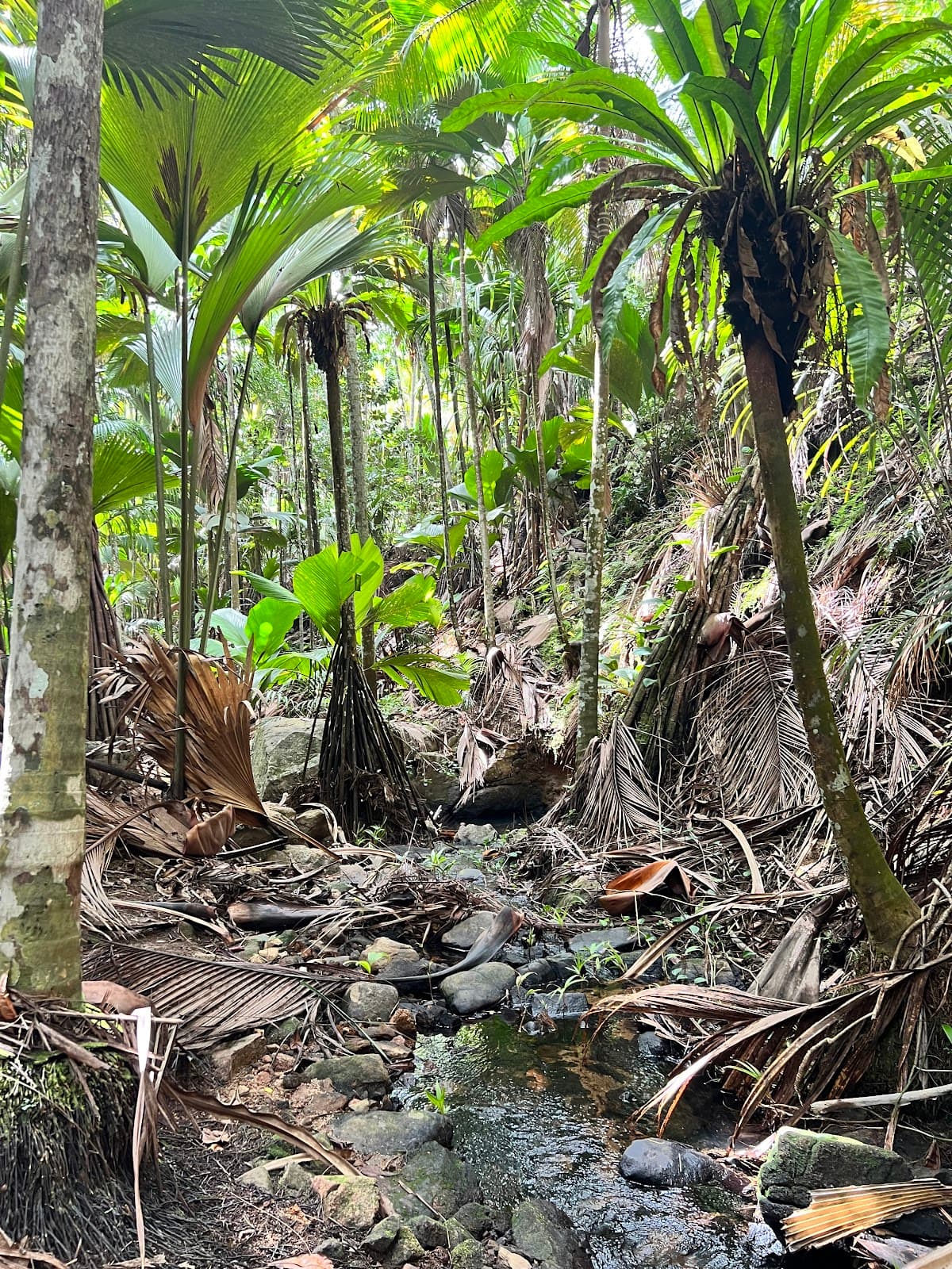 Vallée de Mai Nature Reserve - Image 1