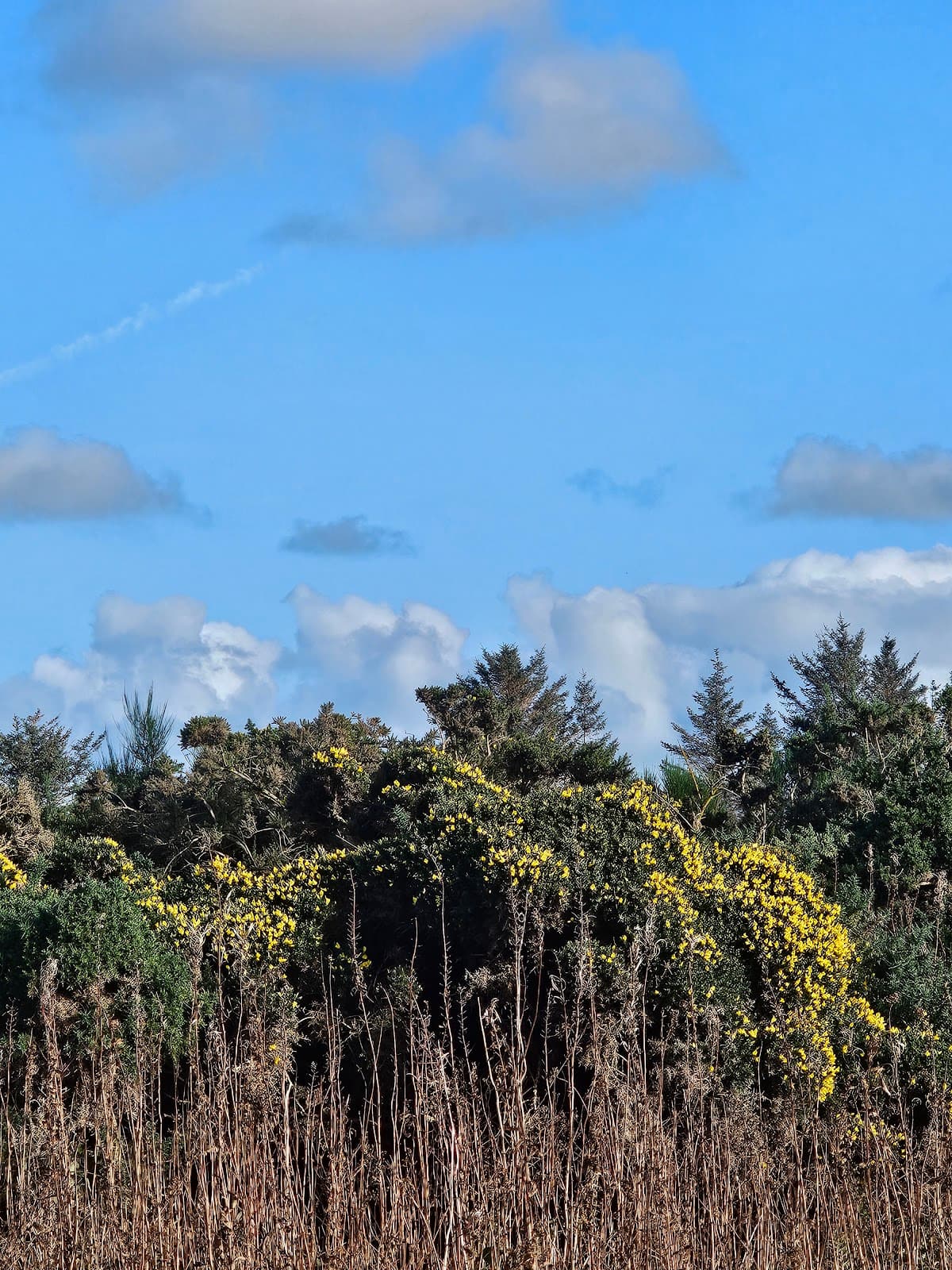 Bogside Flats SSSI (Garnock Estuary) - Image 1