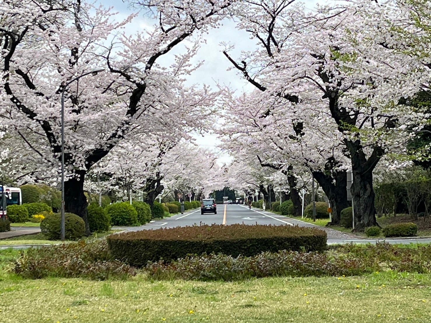 International Christian University (ICU) Campus & Woods - Image 1