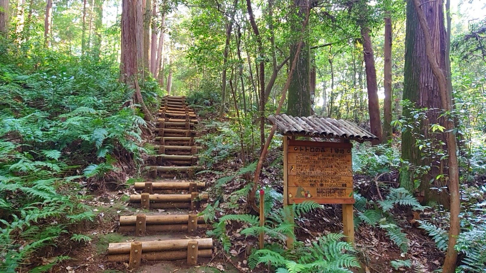 Sayama Hills (Totoro Forest) - Image 1