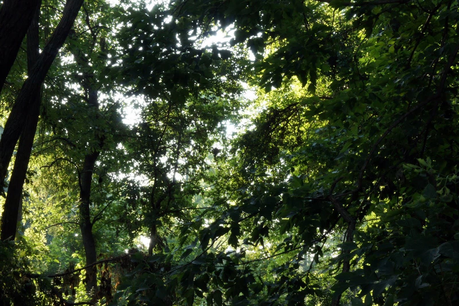 Stadium Woods - Image 1