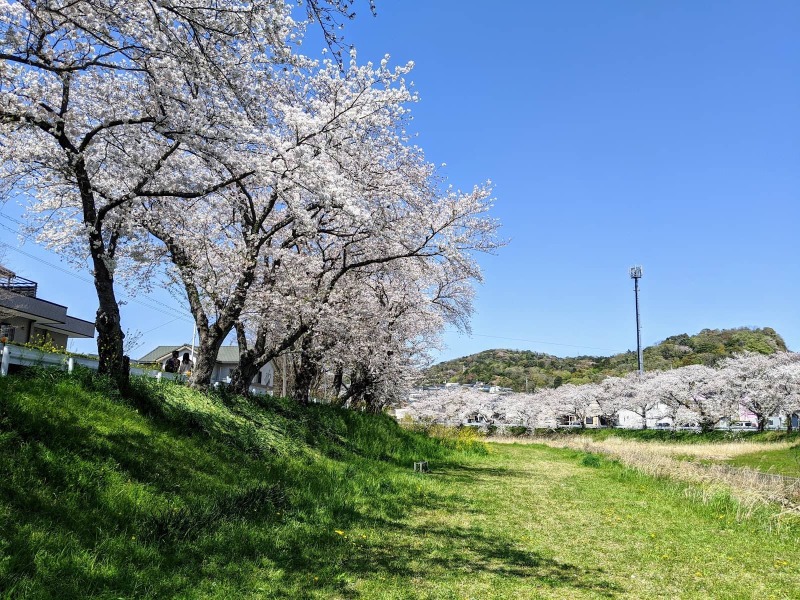 Sakura Viewing