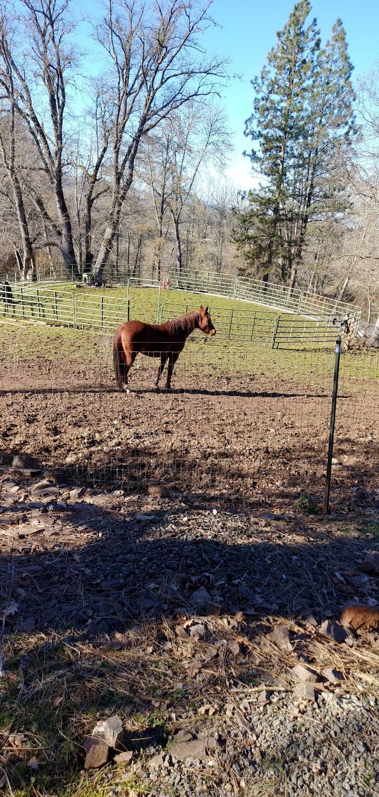 Henderson Fawn Lilies