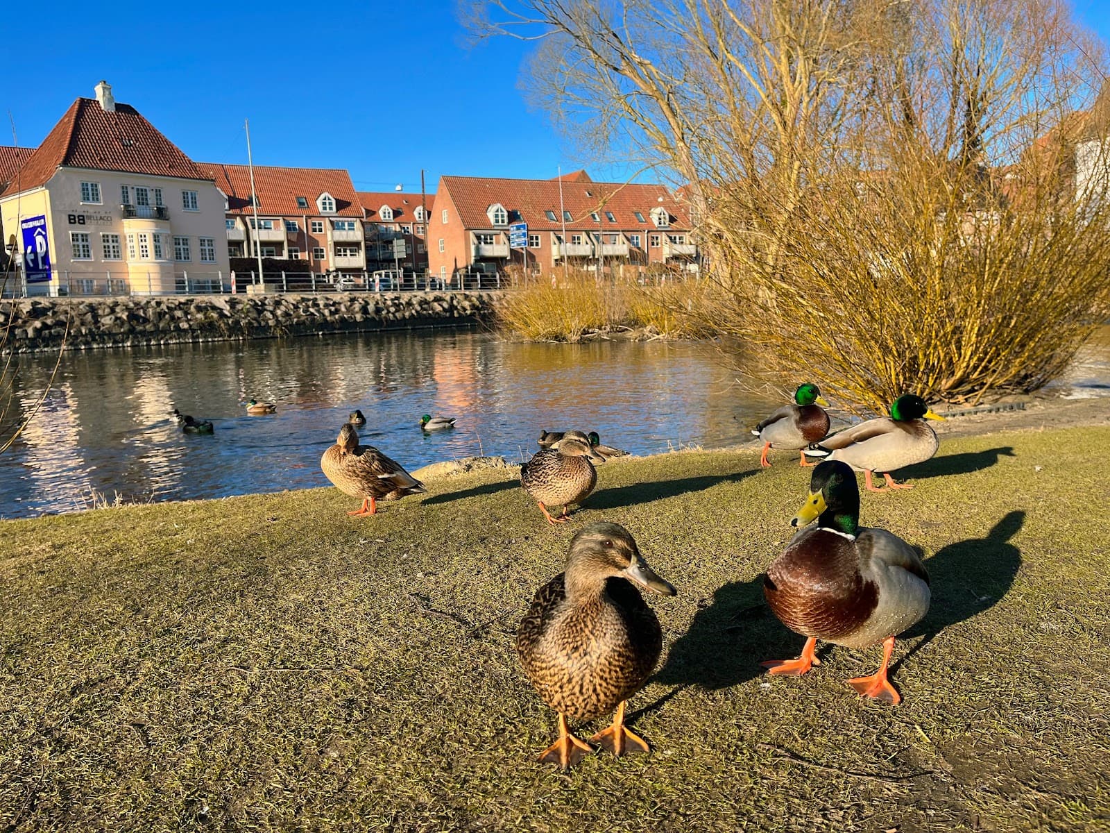 Munke Mose Park Odense - Image 1