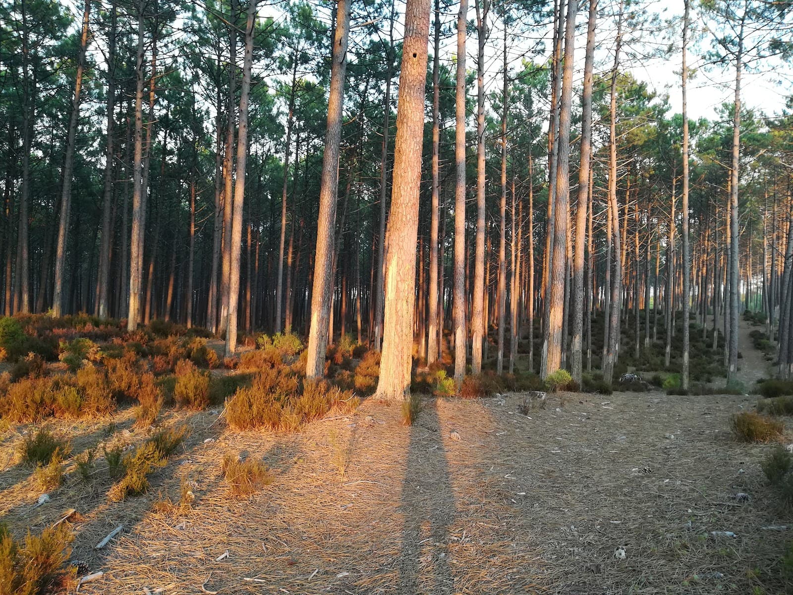 Pinhal de Leiria (Mata Nacional) - Image 1