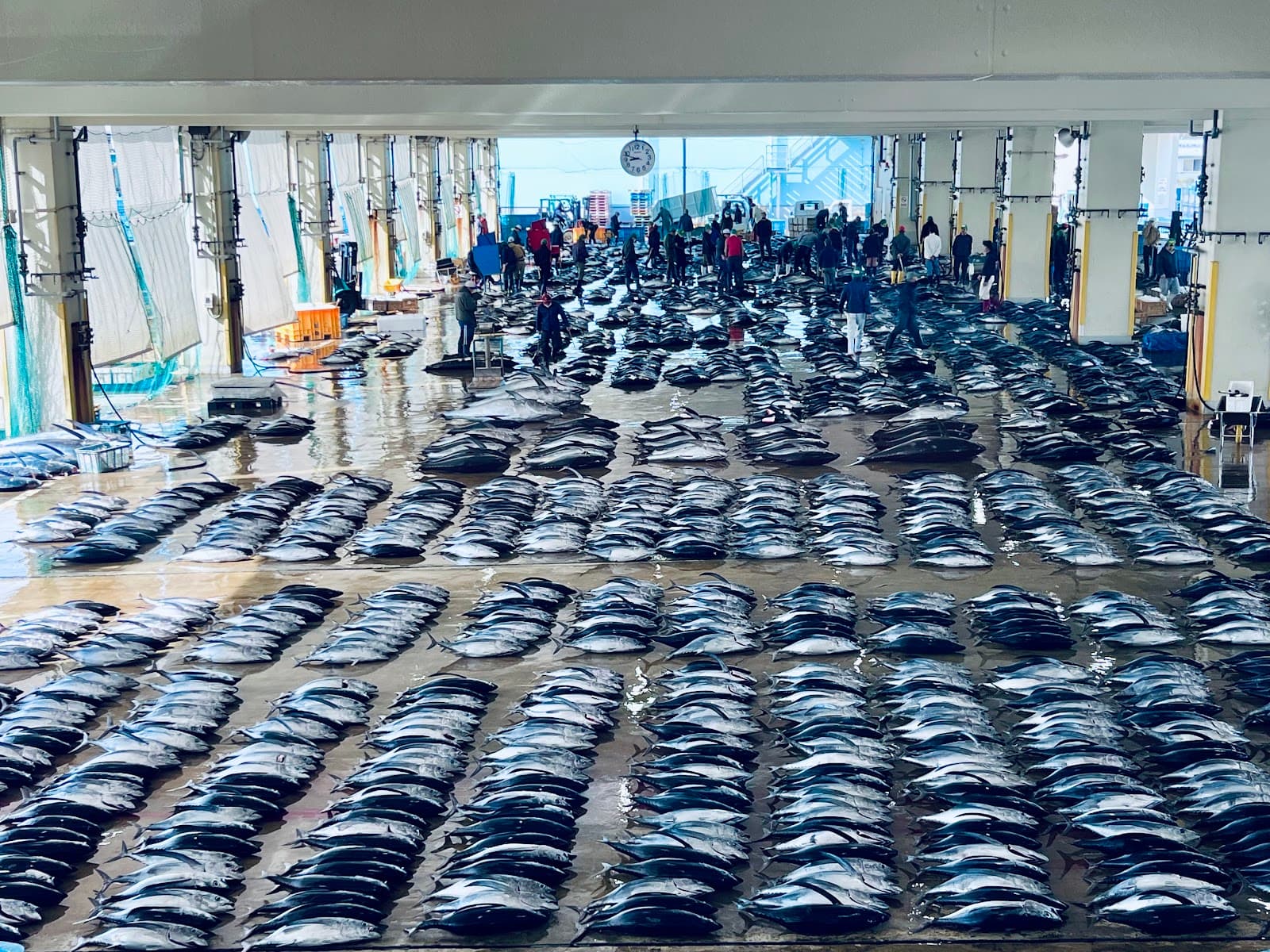Katsuura Fishing Port & Tuna Auction - Image 1