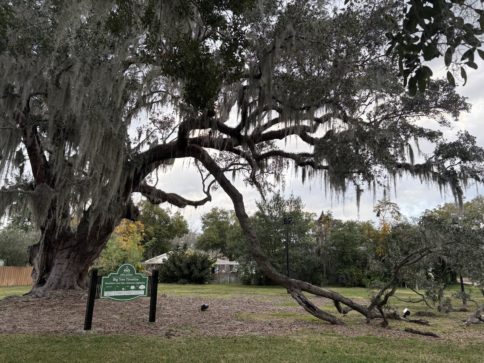 Big Tree Park - Image 1