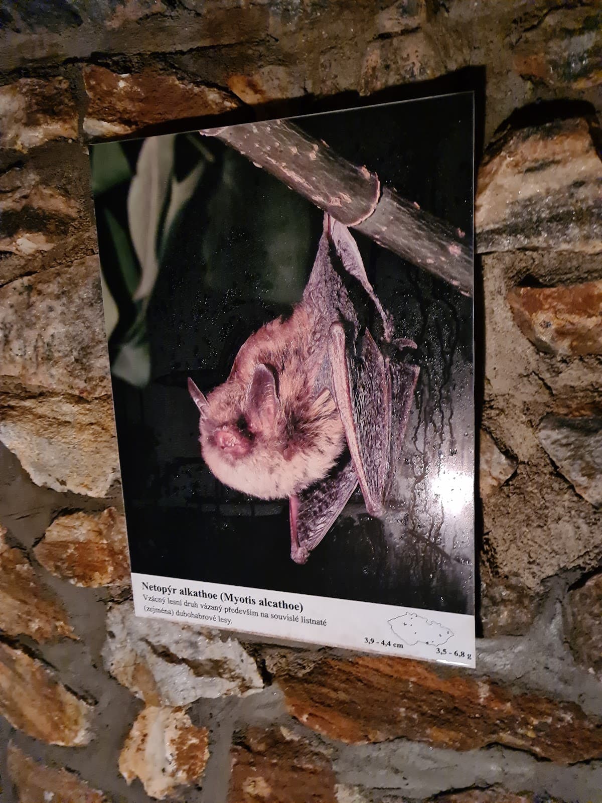 Chynov Cave - Image 1