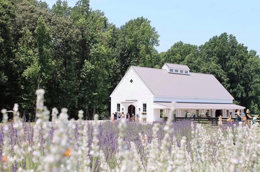 Sweethaven Lavender - Image 1