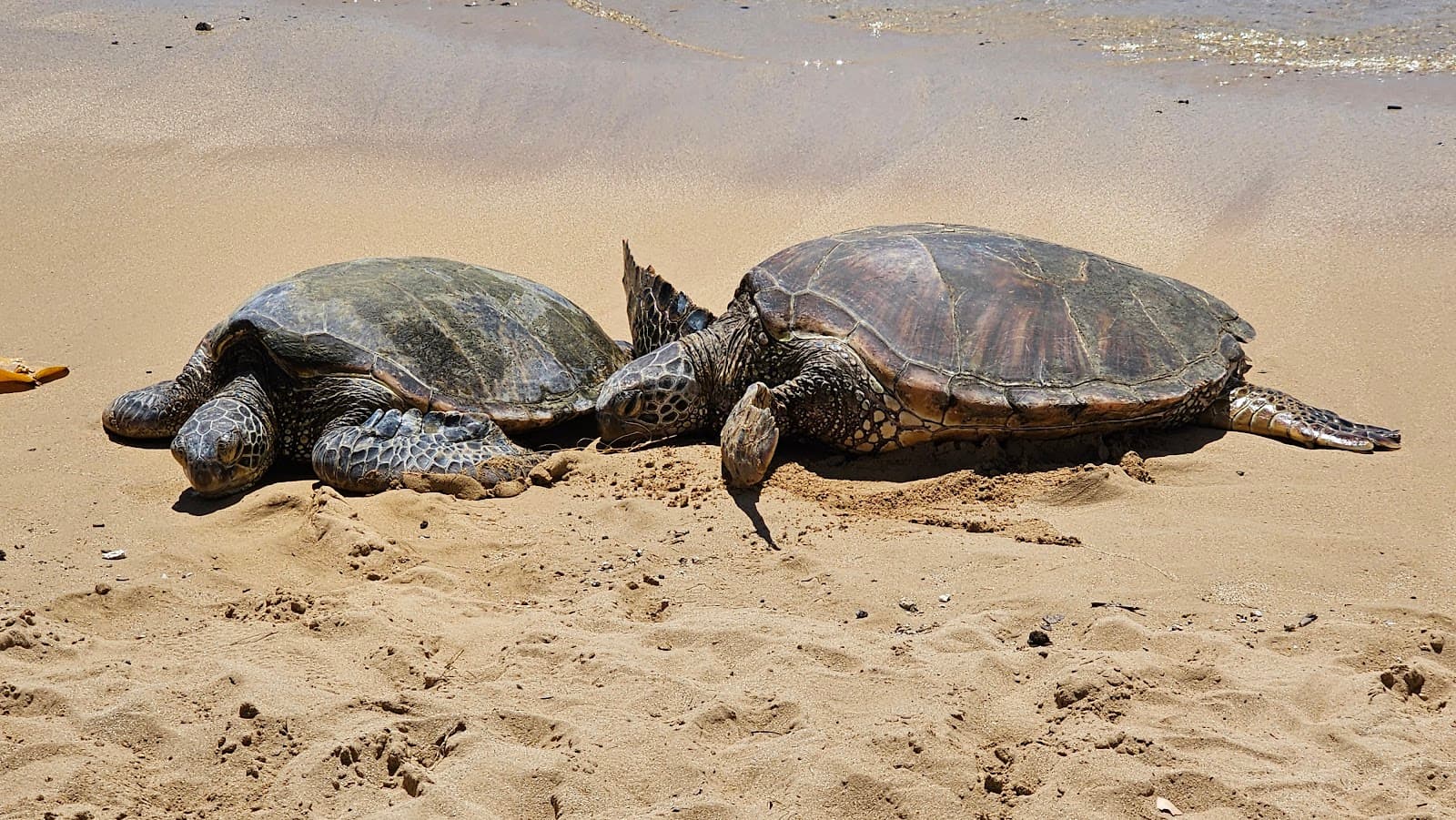 Poipu Beach Kauai - Image 1