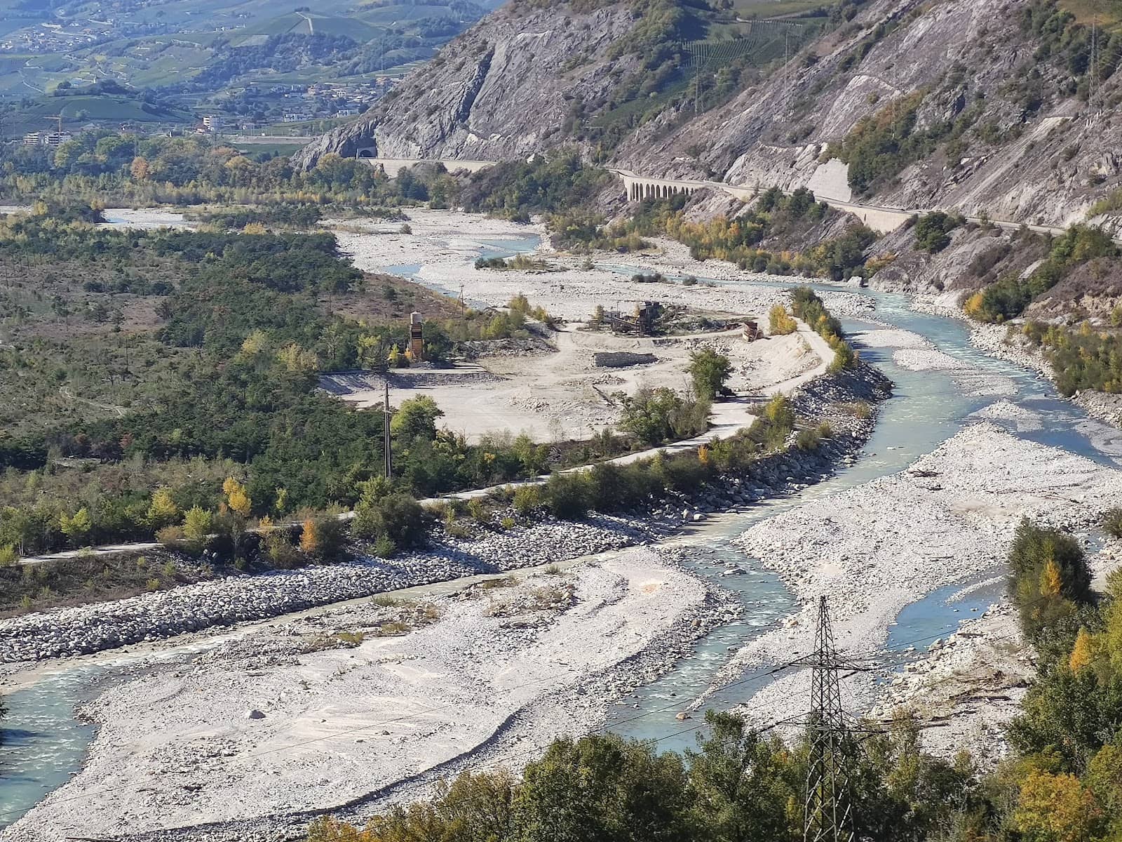 Ancient Pine Forests