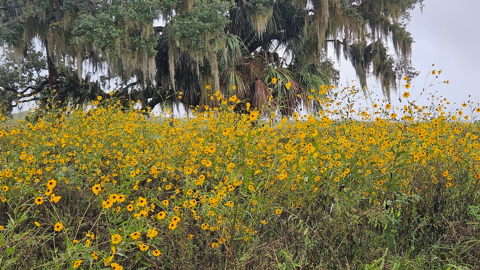 Lake Jesup Conservation Area (East Tract) - Image 1