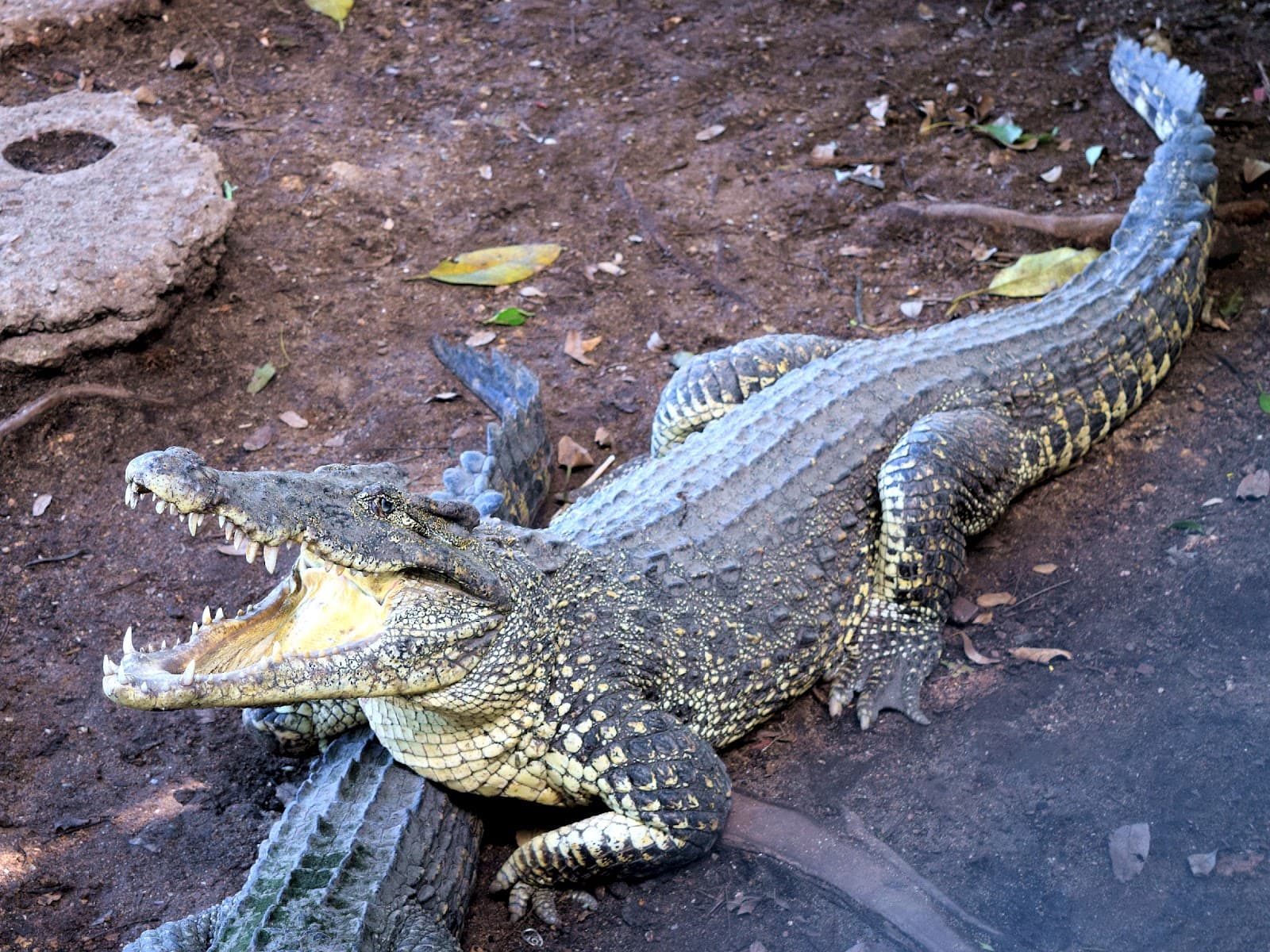 Crocodile Farm Boca de Guama - Image 1
