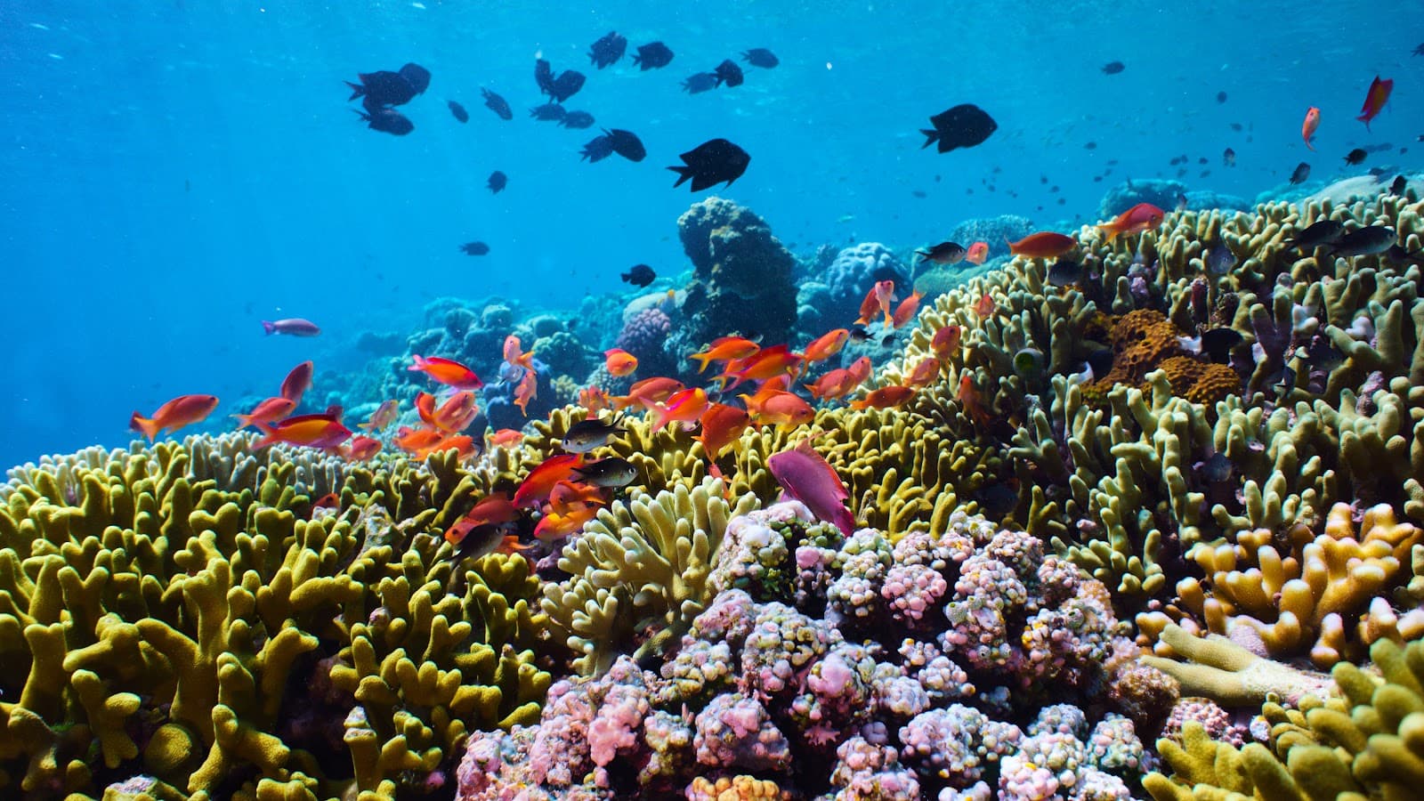 Bunaken Island - Image 1