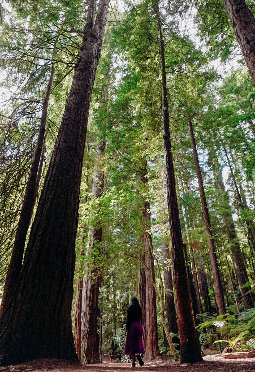 Whakarewarewa Loop Track
