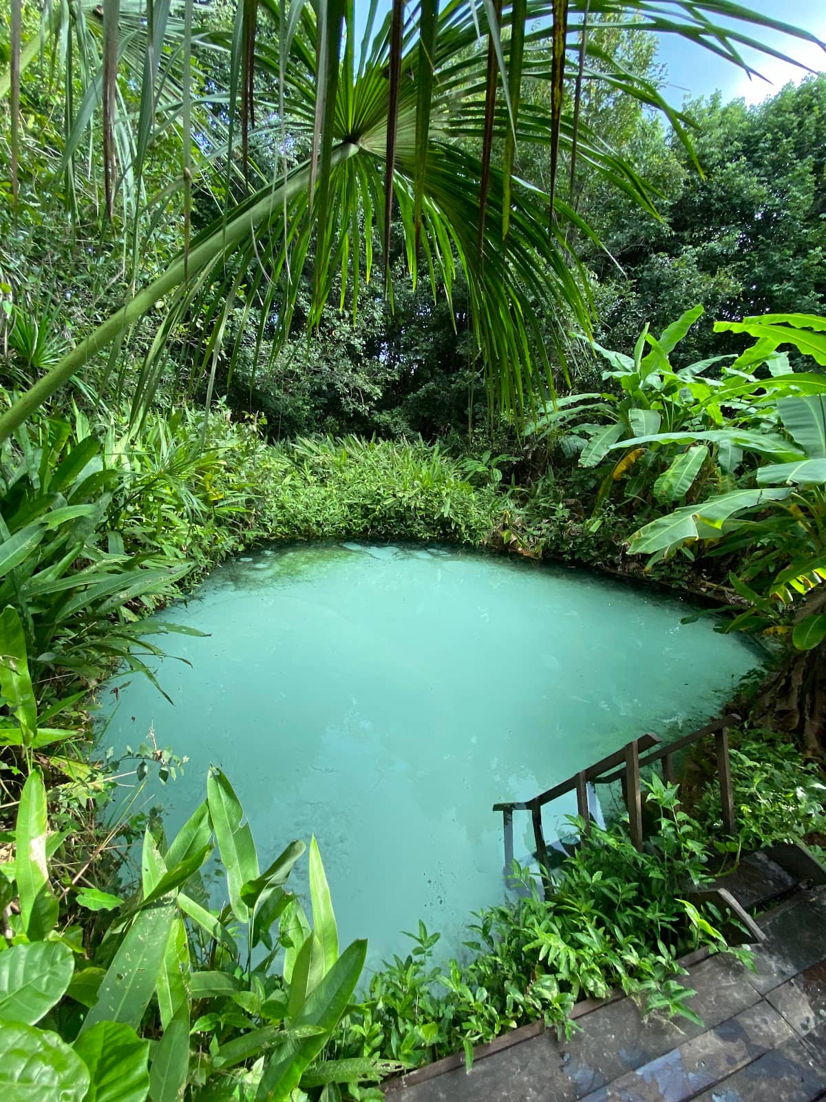 Lush Buriti Surroundings