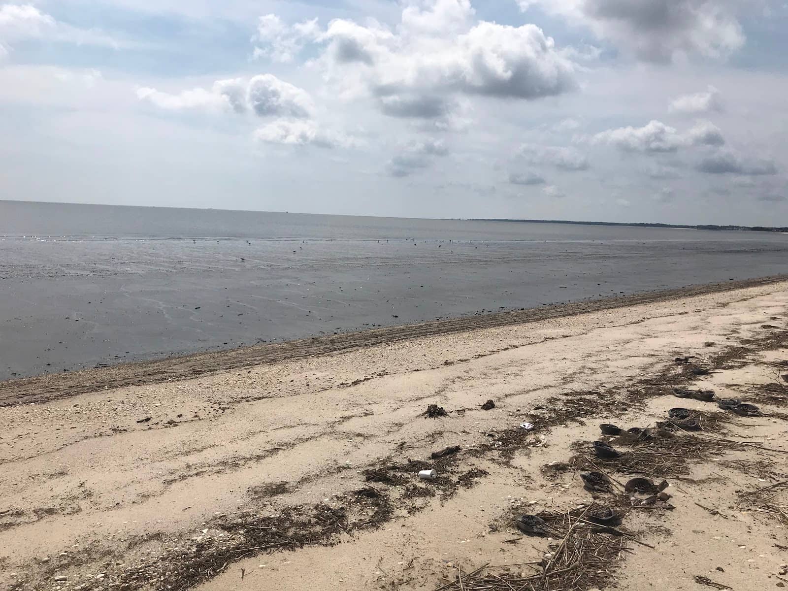 Wildlife Observation