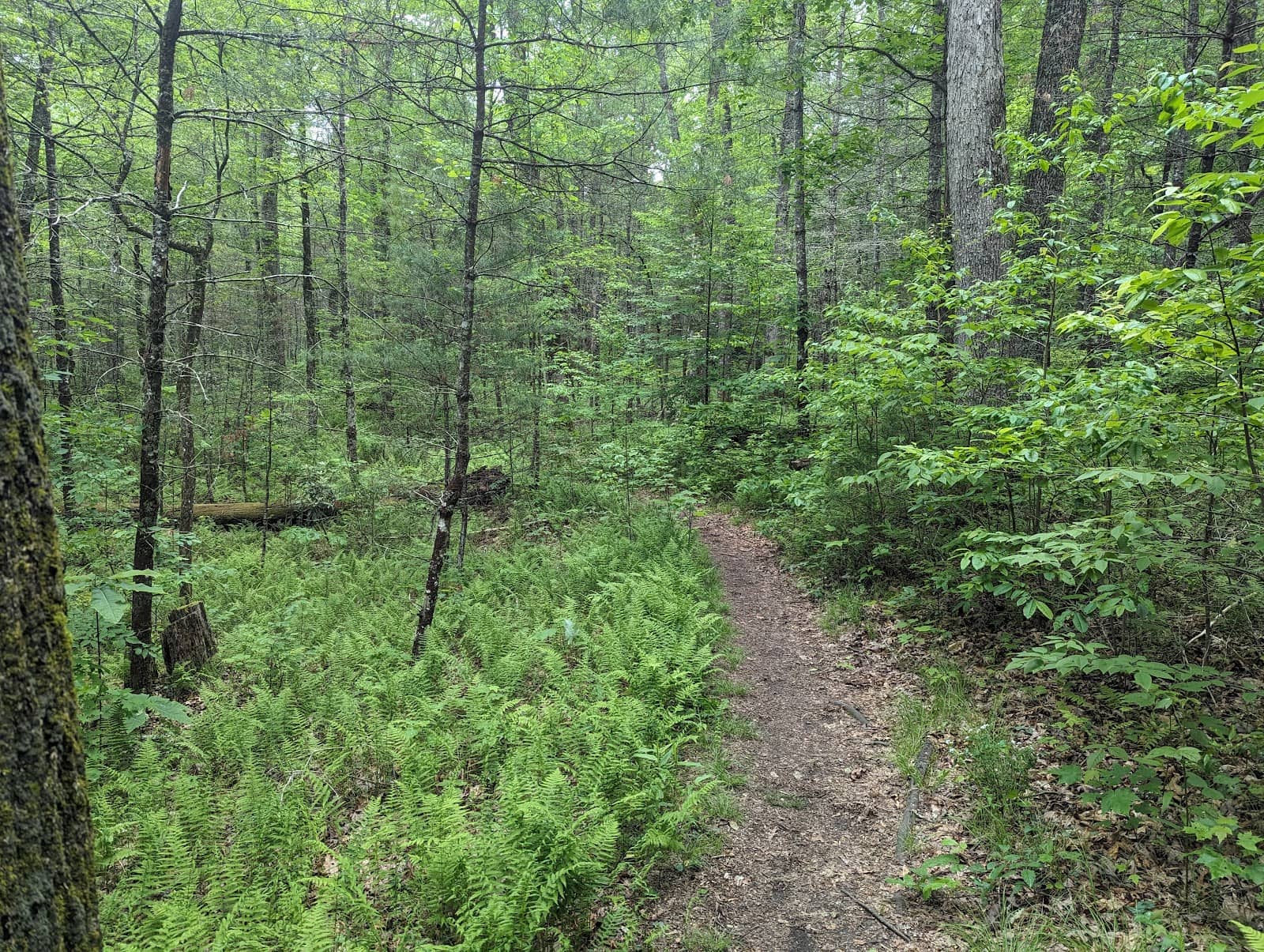 Vibrant Hotel Suites