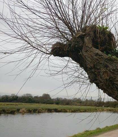 Hand-Crafted Pierogi