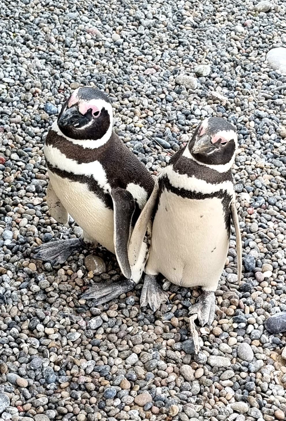 Punta Tombo Penguin Colony - Image 1