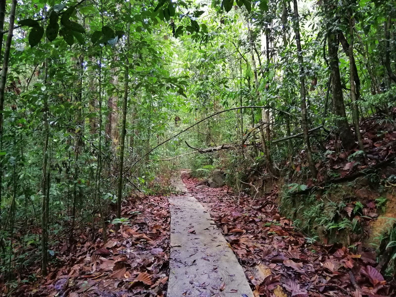 Kottawa Forest Reserve - Image 1