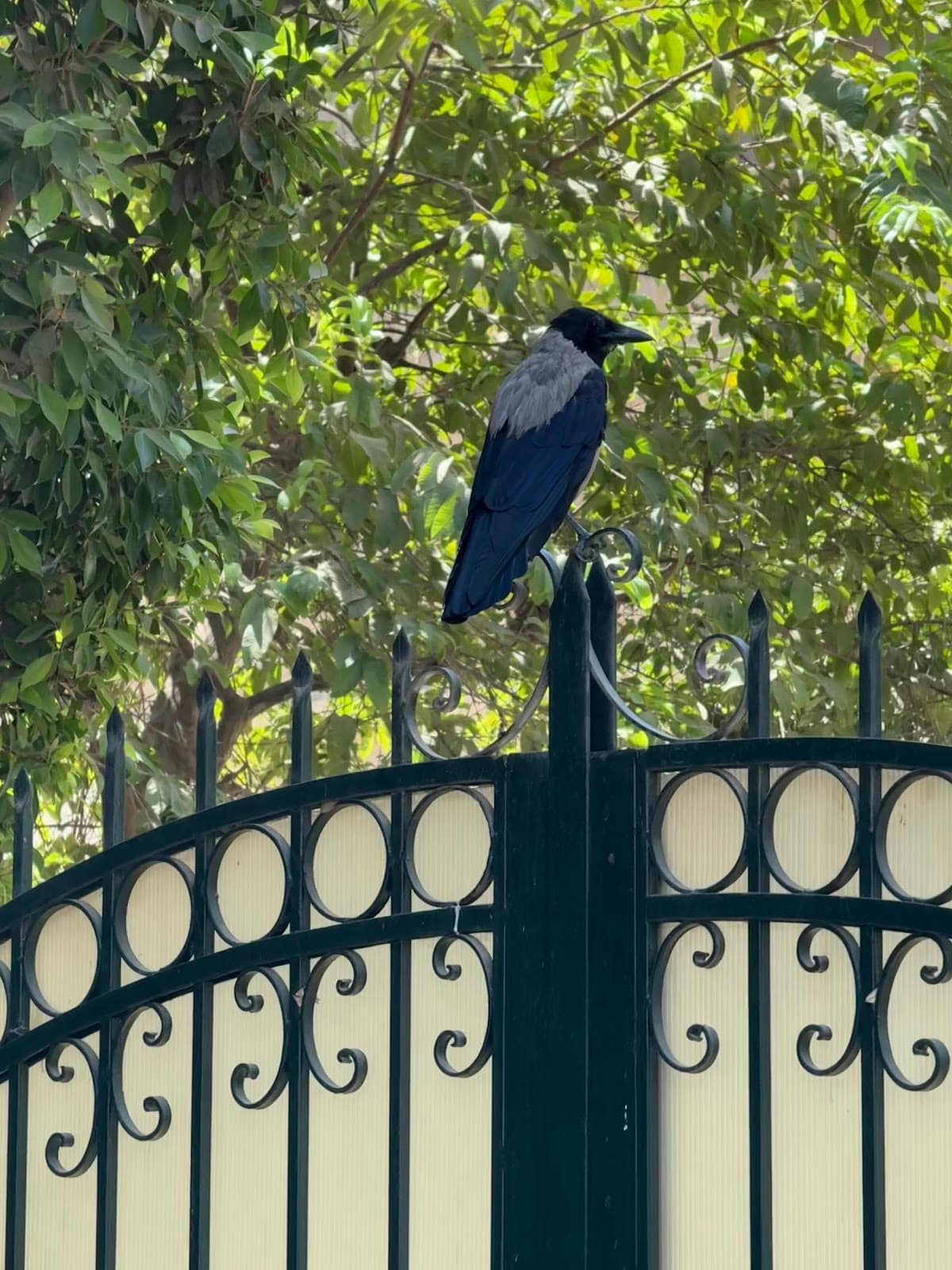 Maadi Cairo - Image 1