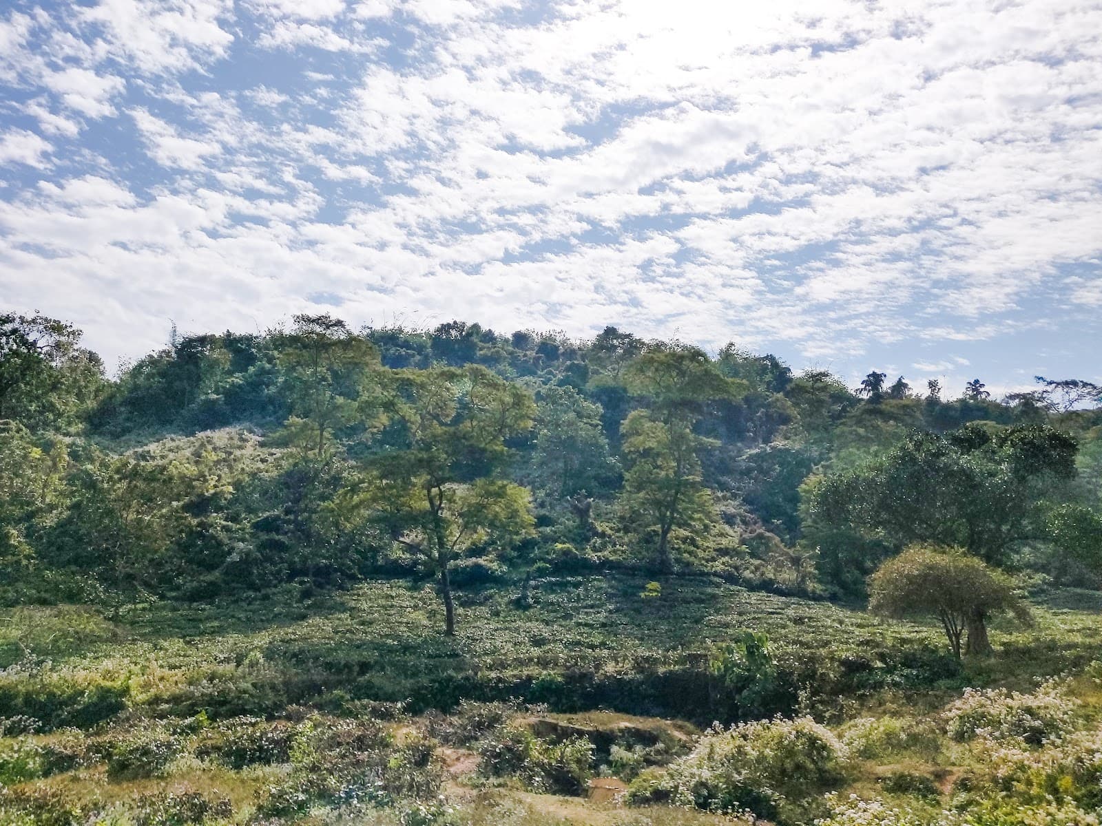 Tea Garden Guwahati - Image 1