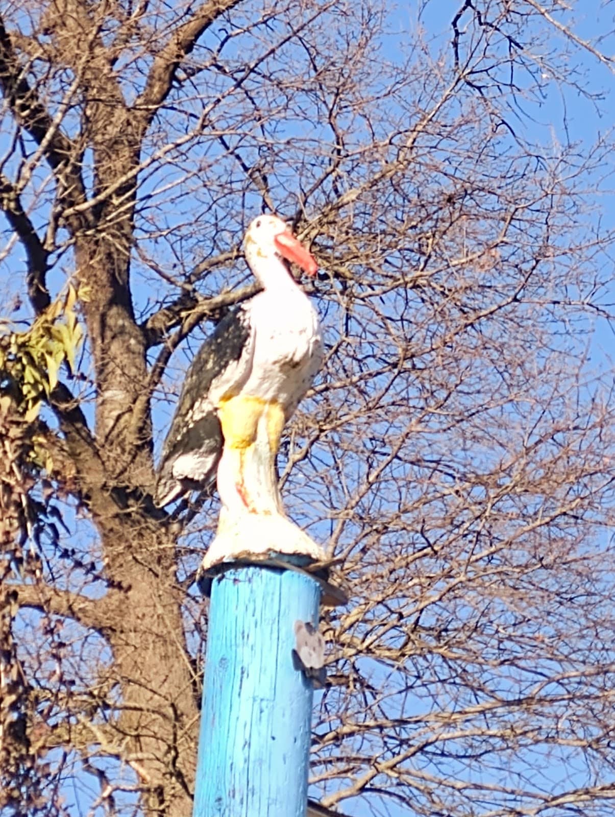 Tranquil Forest Trails