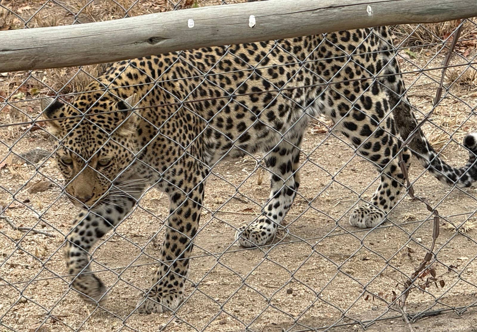 Cheetah Rehabilitation