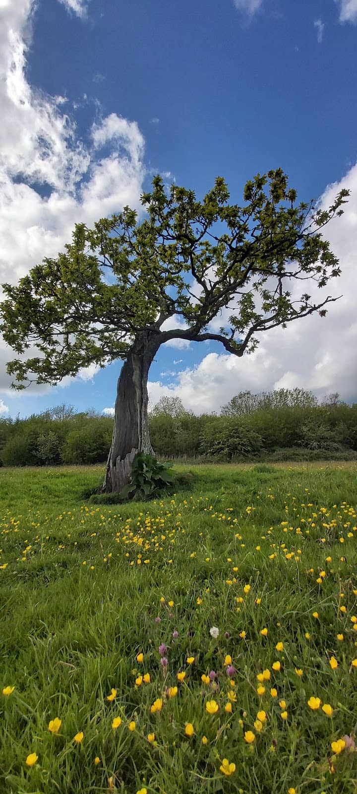 Seasonal Wildflowers