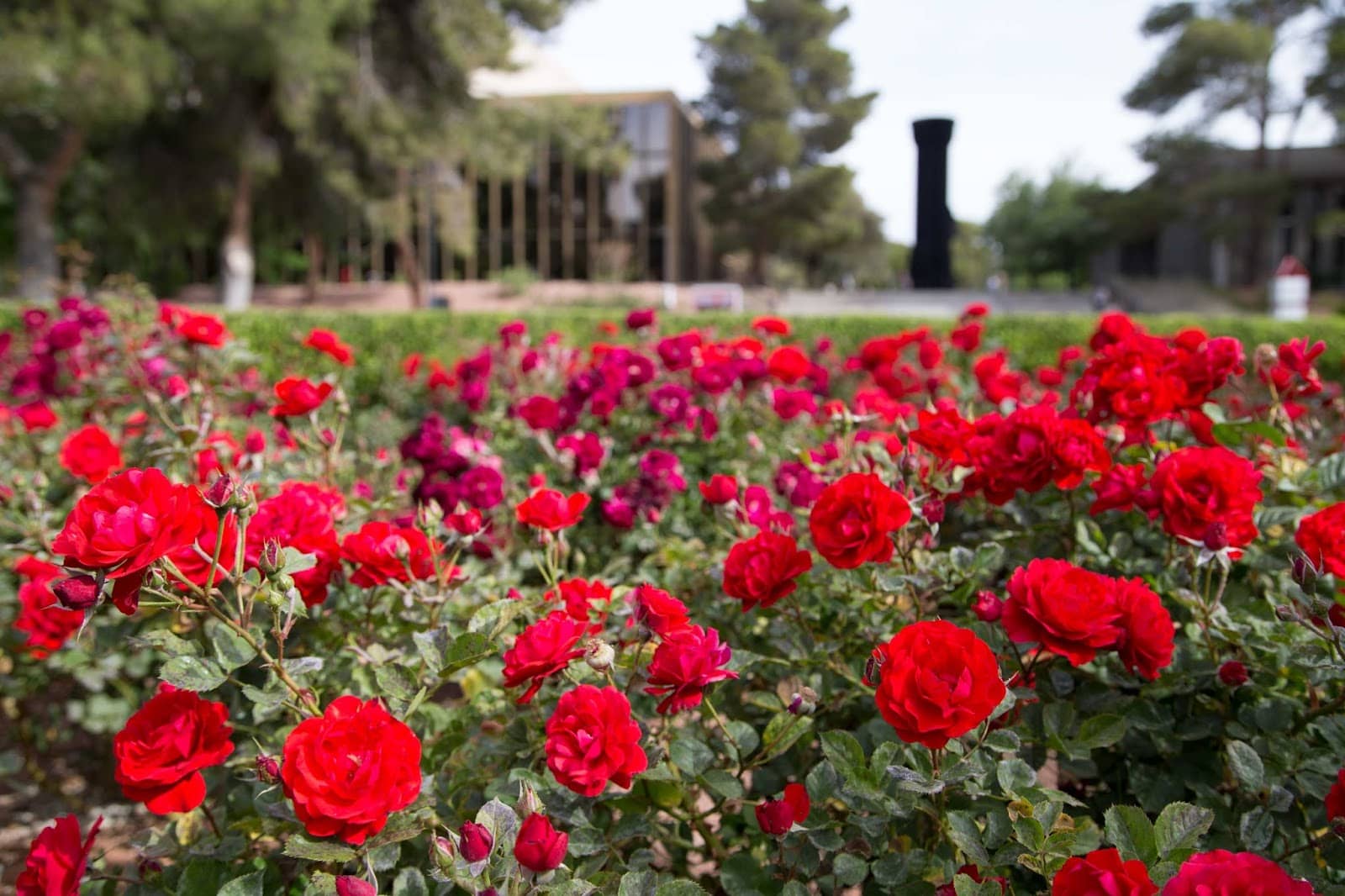 Springtime Blooms